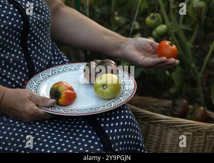 Une femme âgée récolte des tomates dans son jardin Banque D'Images