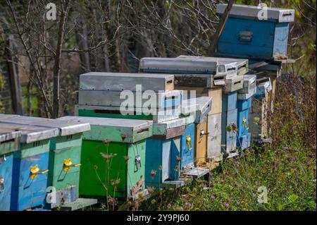 Une rangée de ruches colorées peintes dans différentes nuances de bleu, jaune et vert se dresse dans le jardin, les ruches sont faites de bois et ont un aluminium Banque D'Images