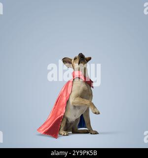 Chien super-héros mignon assis et regardant vers le haut, espace de copie, concept de chiens sains Banque D'Images