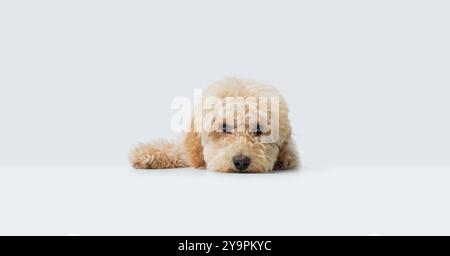 Charmant caniche timide appuyé sur une table blanche avec espace de copie Banque D'Images