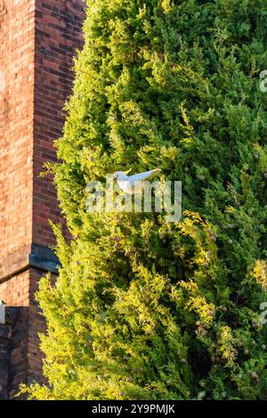 Cockatoo à crête de soufre (Cacatua galerita) se nourrissant dans un grand épinette jaune à Carcoar, Nouvelle-Galles du Sud, Australie Banque D'Images