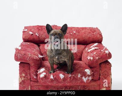 Drôle de bouledogue français assis sur un fauteuil endommagé et regardant la caméra, concept d'animaux coquins Banque D'Images