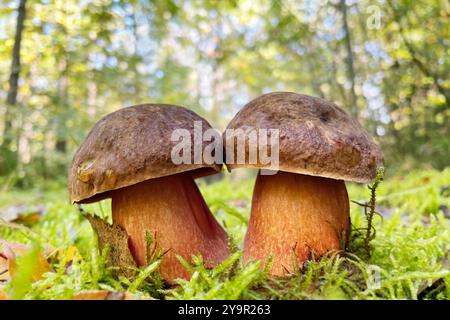 Deux jeunes champignons comestibles Neoboletus luridiformis poussent dans une mousse dans une forêt. Coiffe brun baie, pores rouges et tige jaune à points rouges. Banque D'Images