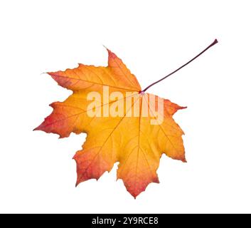 Feuille d'érable d'automne orange-rouge isolée sur fond blanc. Gros plan de la feuille d'automne. Banque D'Images
