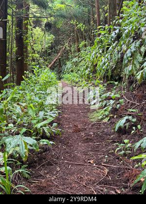 Étroit sentier de randonnée en terre serpentant à travers des landes luxuriantes et des arbustes sur l'île de São Miguel, Açores, Portugal. Banque D'Images