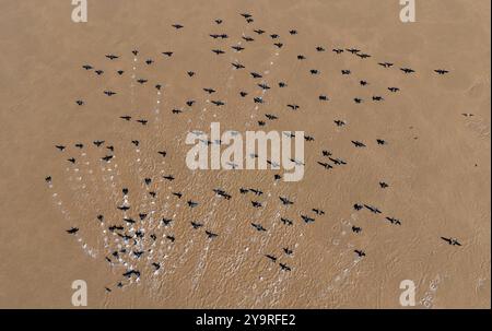 Yinchuan. 10 octobre 2024. Une photo de drone aérien prise le 10 octobre 2024 montre des oiseaux migrateurs survolant une section du fleuve jaune dans la région autonome de Ningxia hui, au nord-ouest de la Chine. Crédit : Wang Peng/Xinhua/Alamy Live News Banque D'Images