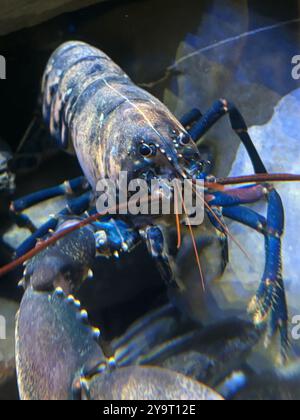 The National Lobster (locusta) Hatchery Padstow Cornwall Angleterre royaume-uni 2024 Banque D'Images