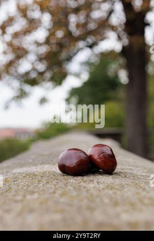 Deux châtaignes sont posées sur un mur de pierre avec des arbres flous en arrière-plan pendant une journée nuageuse d'automne à Vysehrad Prague Banque D'Images