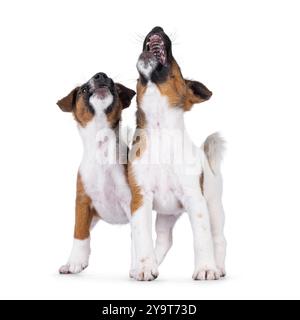 Deux chiots de chien renard terrier méchant jouant et hurlant. Regarder vers le haut et loin de la caméra. Isolé sur fond blanc. Banque D'Images