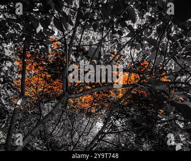 Londres - 06 15 2022 : Sloane St Garden, feuilles ensoleillées avec jardin noir et blanc Banque D'Images