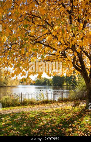 Scène automnale d'automne de Winterley Pool près de Sandbach Cheshire Banque D'Images