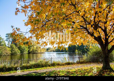 Scène automnale d'automne de Winterley Pool près de Sandbach Cheshire Banque D'Images