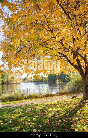 Scène automnale d'automne de Winterley Pool près de Sandbach Cheshire Banque D'Images