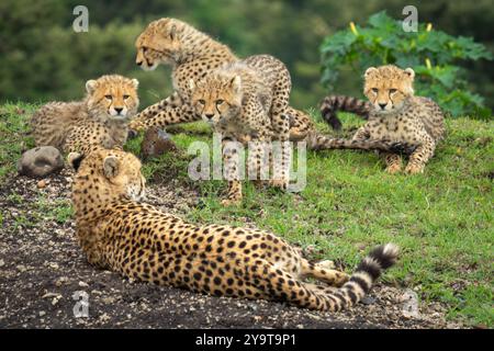 Guépard femelle couchée à côté des oursons sur la crête Banque D'Images