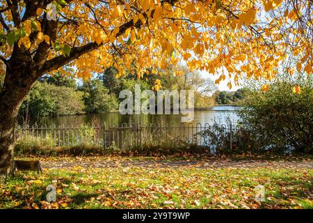 Scène automnale d'automne de Winterley Pool près de Sandbach Cheshire Banque D'Images