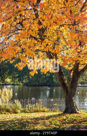 Scène automnale d'automne de Winterley Pool près de Sandbach Cheshire Banque D'Images