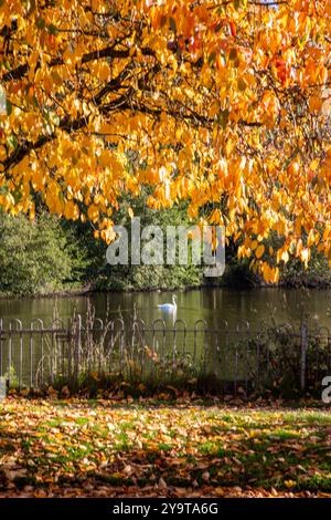 Scène automnale d'automne de Winterley Pool près de Sandbach Cheshire Banque D'Images