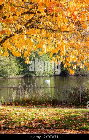 Scène automnale d'automne de Winterley Pool près de Sandbach Cheshire Banque D'Images