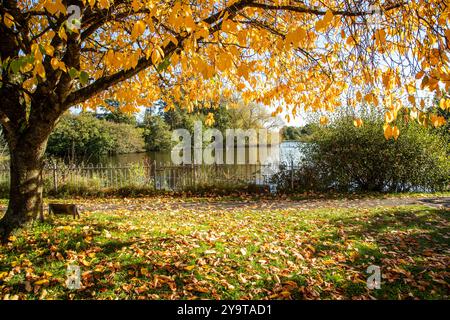 Scène automnale d'automne de Winterley Pool près de Sandbach Cheshire Banque D'Images