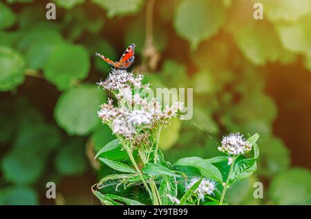 Les rayons du soleil illuminent le papillon amiral rouge assis sur la fleur avec la toile. Arrière-plan vert flou Banque D'Images