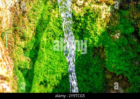 Flux d'eau cristalline sur des pierres de fond avec de la mousse verte. Photo inspirante de la faune Banque D'Images