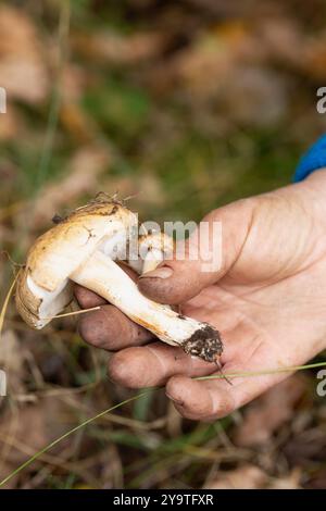 Une personne tient des champignons comestibles dans sa main. Le concept de loisirs actifs Banque D'Images