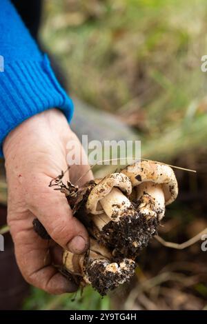 Une personne tient des champignons comestibles dans sa main. Le concept de loisirs actifs Banque D'Images