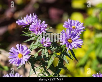 Fleurs d'automne de la Marguerite vivace Michaelmas, Aster novi-belgii 'Little Boy Blue' Banque D'Images