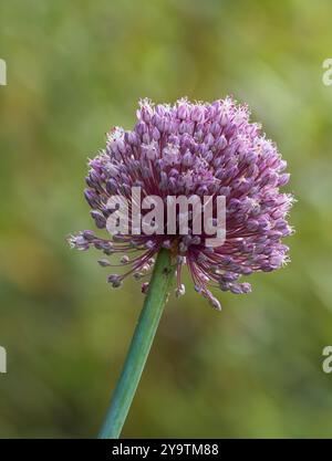 Tête de fleur ornementale du poireau végétal robuste hybride F1, Allium porrum 'Jolant' Banque D'Images