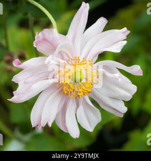 Fleur semi-double rose pâle de la fin de l'été à l'automne floraison vivaces robustes, anémone x hybrida 'Queen Charlotte' Banque D'Images