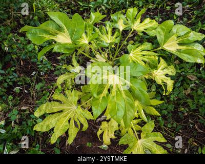 Variété de crème sur les grandes feuilles de l'arbuste rustique exotique, Fatsia japonica 'Camouflage' Banque D'Images