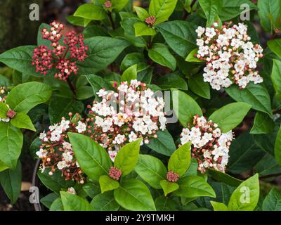 Fleurs blanches s'ouvrant à partir de bourgeons rose foncé dans la tête de l'arbuste persistant robuste, florissant d'automne à hiver, Viburnum tinus 'Spirit' Banque D'Images