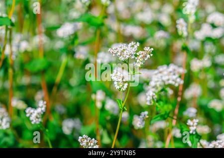 Fleur de sarrasin blanche sur une longue tige verte dans le champ. Arrière-plan flou. Concept de floraison printanière Banque D'Images