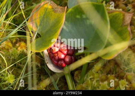 Sumpfkalla, Sumpf-Kalla, Sumpf-Calla, Sumpfcalla, Schlangenwurz, Drachenwurz, Sumpf-Schlangenwurz, Kalla, Früchte, Calla palustris, arum BOG, eau AR Banque D'Images