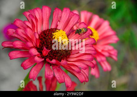 Une abeille africaine chargée de pollen sur une fleur Banque D'Images