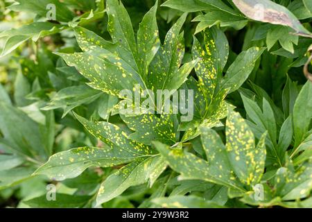 Gros plan d'une feuille touchée par le virus de la vibration du tabac à poney ou par des points d'anneau (Tobravirus TRV). Le taillage jaune varie d'une année à l'autre. Banque D'Images