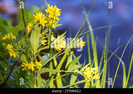 Gros plan photo de fleurs jaunes Lysimachia vulgaris, le loosestrife jaune ou loosestrife de jardin. C'est une espèce de floraison vivace herbacée Banque D'Images