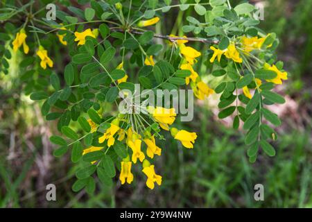 Caragana arborescens, macro photo de fleurs jaunes et de feuilles vertes avec flou sélectif Banque D'Images