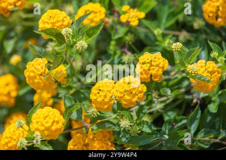 Fleurs jaunes Lantana poussant dans un jardin par une journée d'été ensoleillée, photo en gros plan avec flou sélectif Banque D'Images