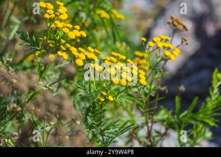 Fleurs jaunes de Tanacetum sur une journée d'été ensoleillée, macro photo avec flou sélectif Banque D'Images