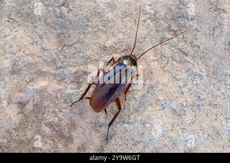 Blatte mort (blatte australienne - Periplaneta australasiae) gros plan d'en haut Banque D'Images