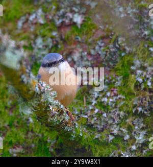 Sittelle Banque D'Images