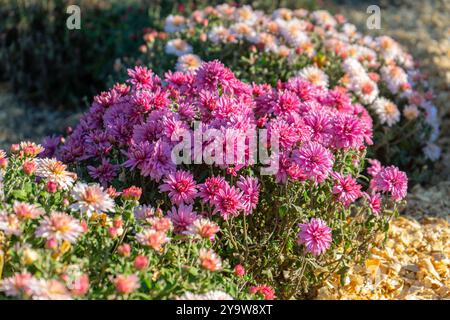 Champ de floraison lumineuse fraîche des buissons de chrysanthèmes de couleur rose et violette dans le jardin d'automne à l'extérieur en journée ensoleillée, parterre de fleurs. Fond de fleur pour Banque D'Images