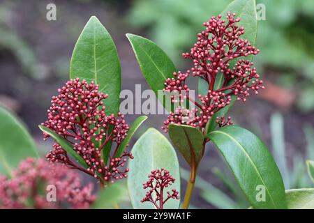 vue de face d'un skimmia japonais bourgogne avec des feuilles vertes luxuriantes Banque D'Images