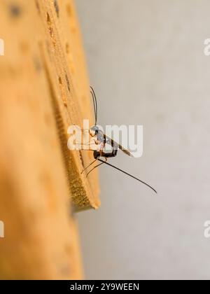 guêpe sabre femelle à longue queue, pondant des œufs dans un tronc d'arbre Banque D'Images