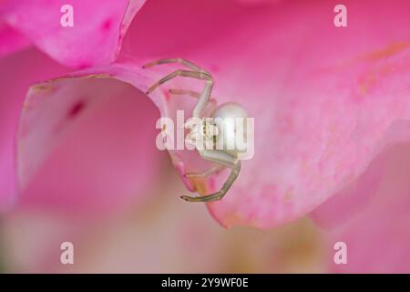 gros plan d'une araignée de crabe blanc se cachant à la recherche d'une proie sur une fleur de rose rose Banque D'Images