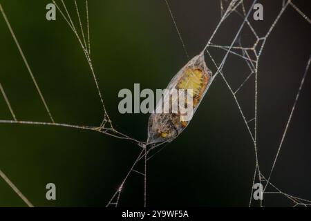 une guêpe piégée dans un cocon de soie d'araignée avec un fond vert foncé Banque D'Images