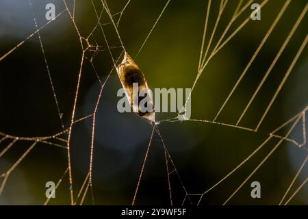 les contours sombres d'une guêpe piégée dans un cocon de soie d'araignée avec un fond clair Banque D'Images