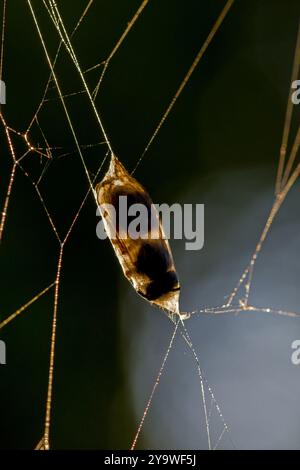 les contours sombres d'une guêpe piégée dans un cocon de soie d'araignée avec un fond clair Banque D'Images