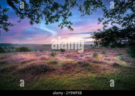 Réserve naturelle nationale sur les bords du Hoge Veluwe avec des collines couvertes de bruyère fleurie à la fin de l'été, Arnhem, pays-Bas Banque D'Images